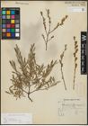 Foto von Salix repens subsp. incubacea (L.) A. Neumann